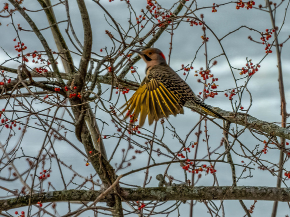 Northern Flickers