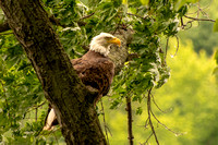 Bald Eagles