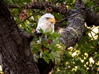 Bald Eagles