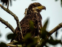 Bald Eagles