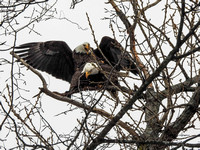 Bald Eagles