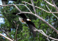 Bald Eagles