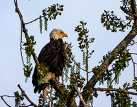 Bald Eagles