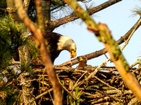 Bald Eagles