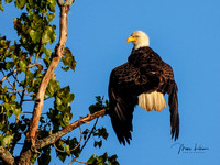 Bald Eagles