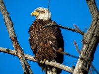 Bald Eagles