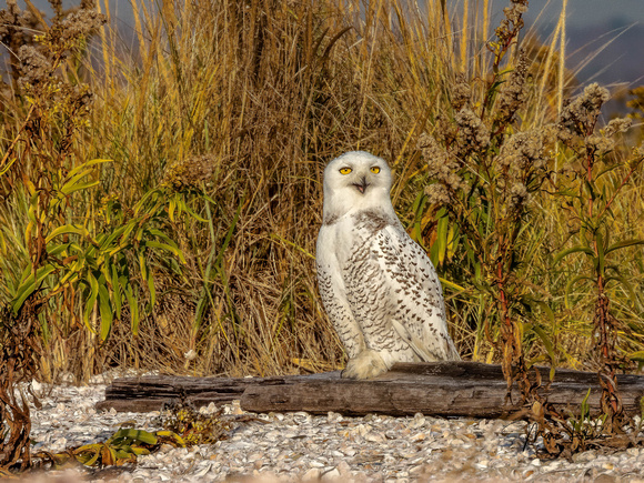 Snowy Owl
